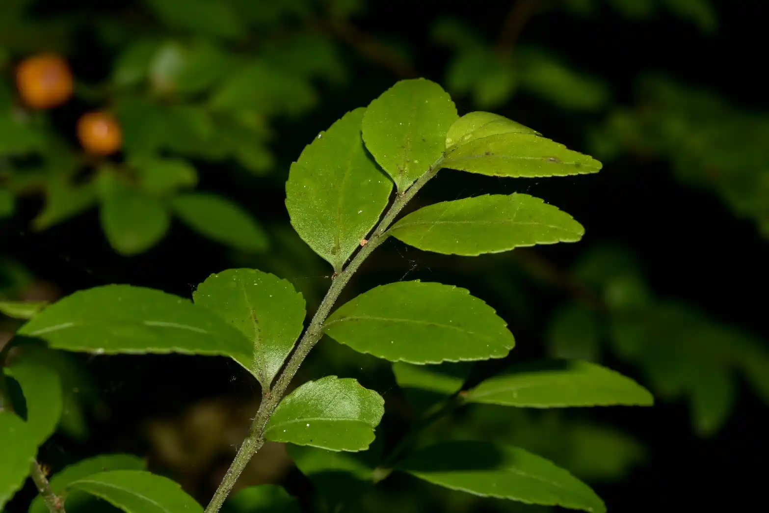 Monteverdia dasyclados (Mart.) Biral
