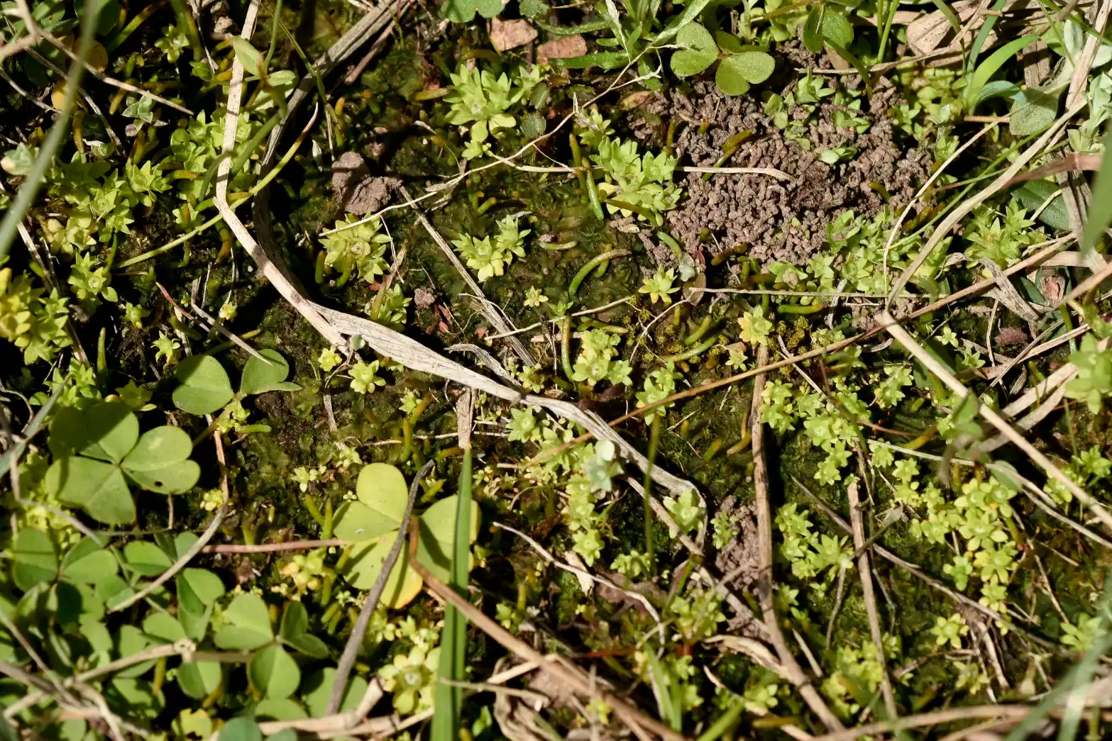 Lepuropetalon spathulatum Muhl. ex Elliott
