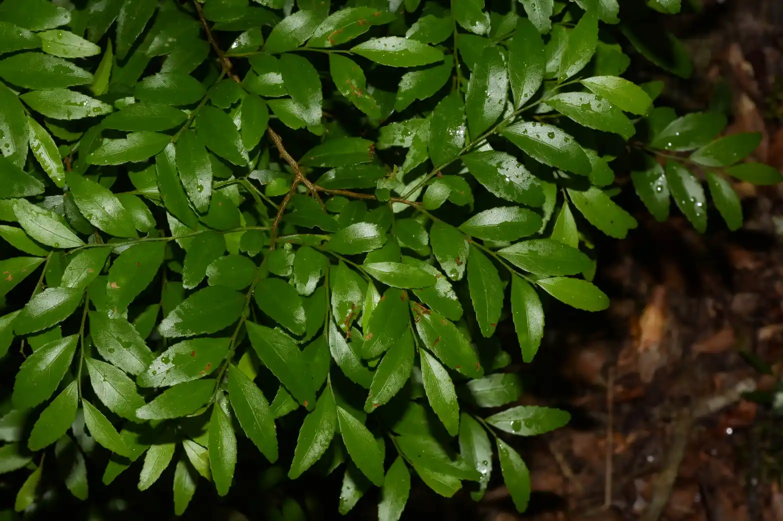 Monteverdia dasyclados (Mart.) Biral