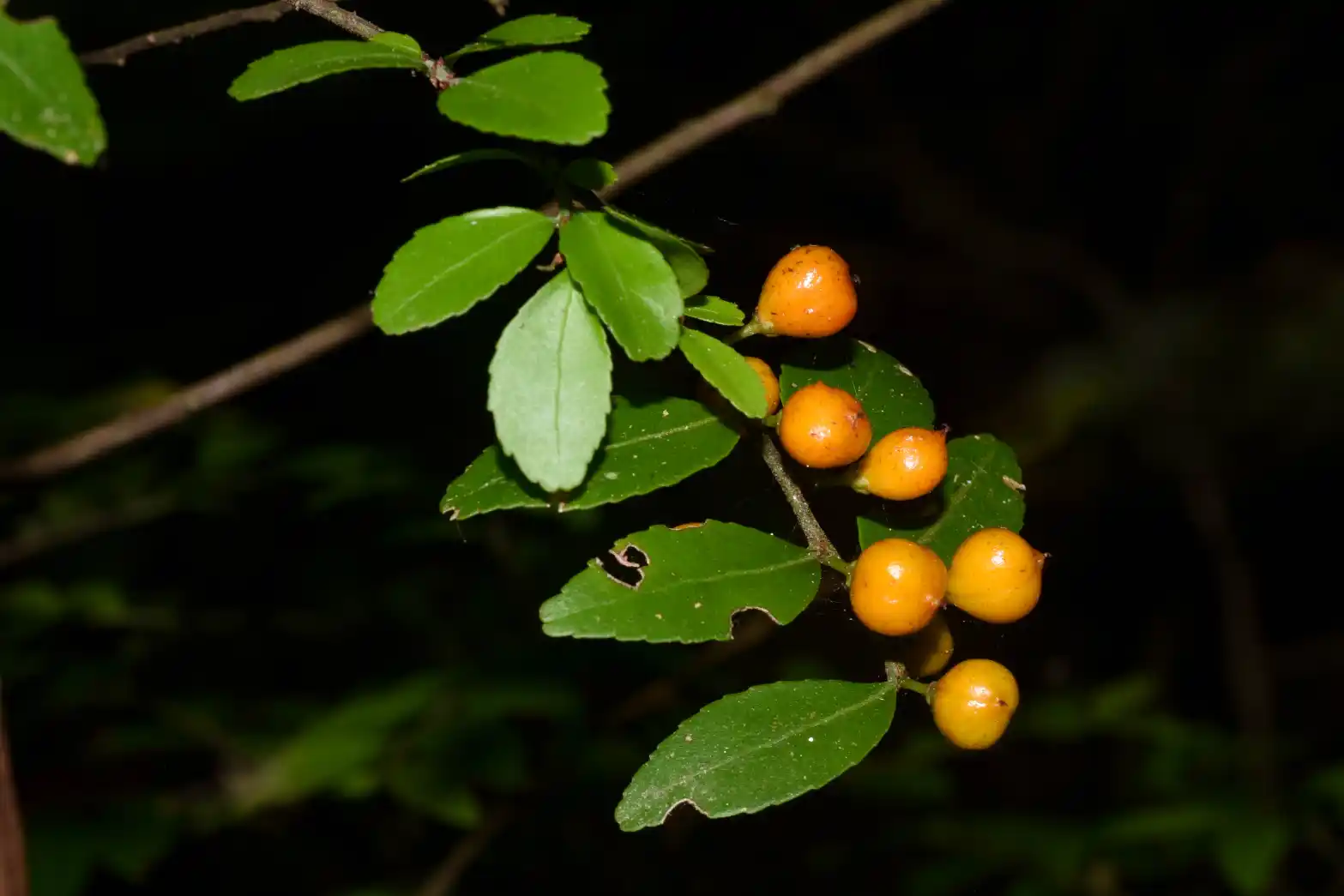 Monteverdia dasyclados (Mart.) Biral
