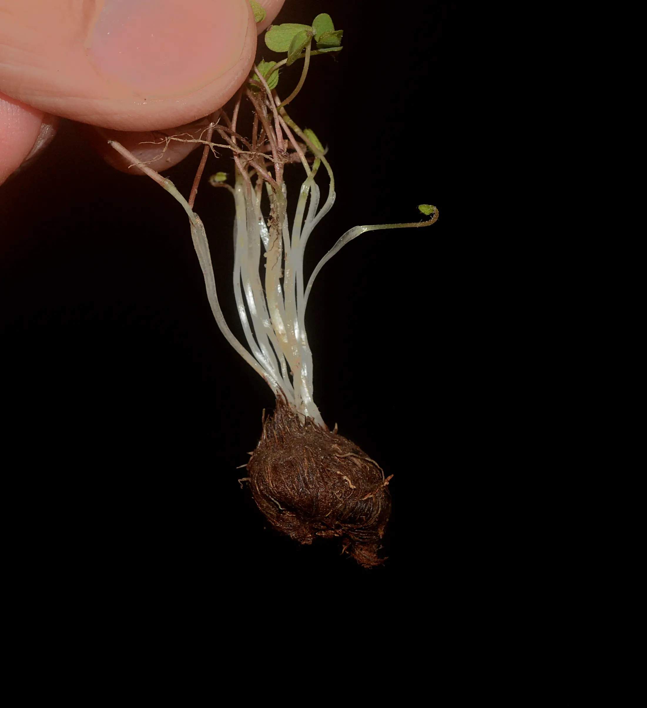 Oxalis perdicaria (Molina) Bertero