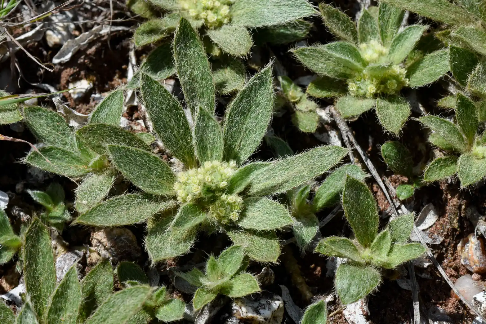 Argythamnia acaulis (Herter) J.W.Ingram