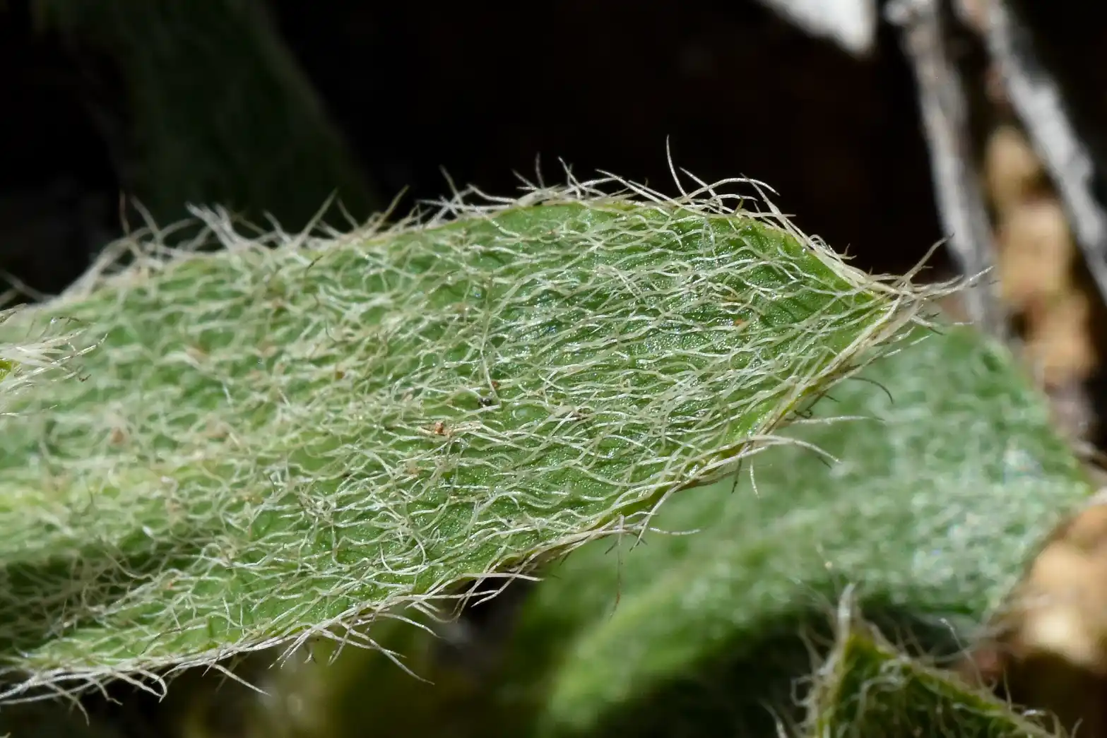 Argythamnia acaulis (Herter) J.W.Ingram
