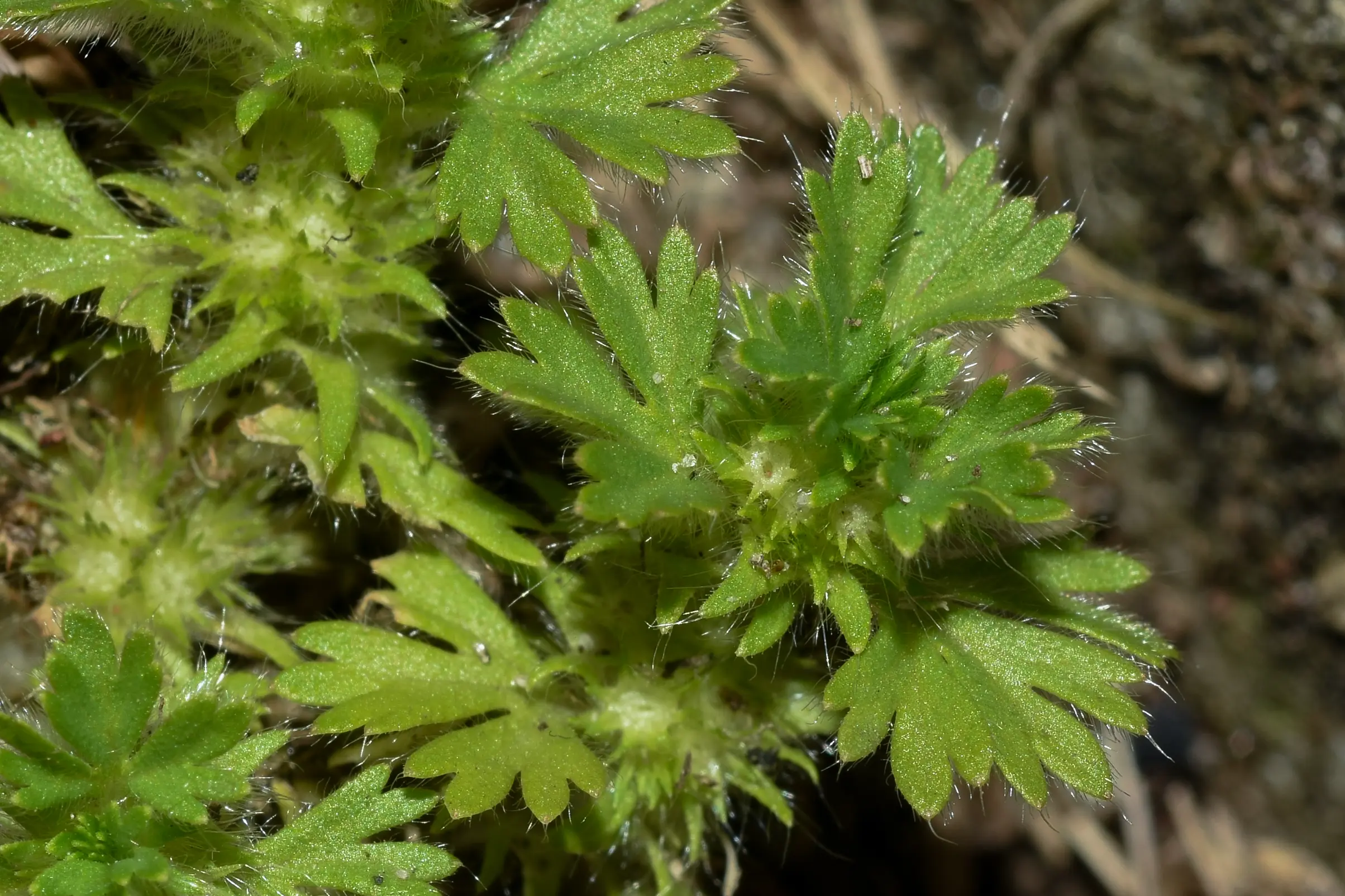 Alchemilla parodii I.M.Johnst.