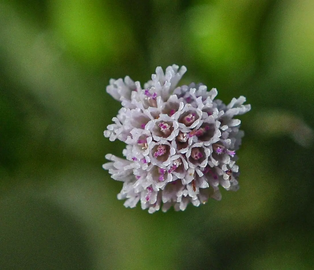 Erechtites valerianifolius (Link ex Spreng.) DC.