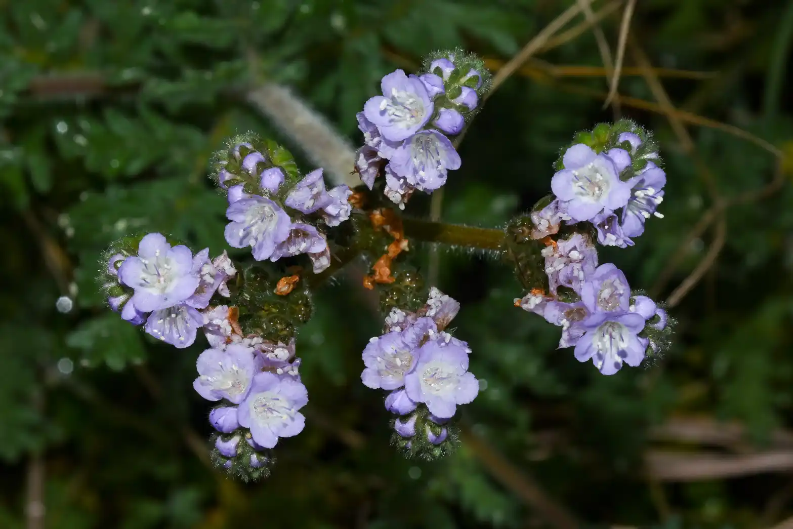 Phacelia artemisioides Griseb.