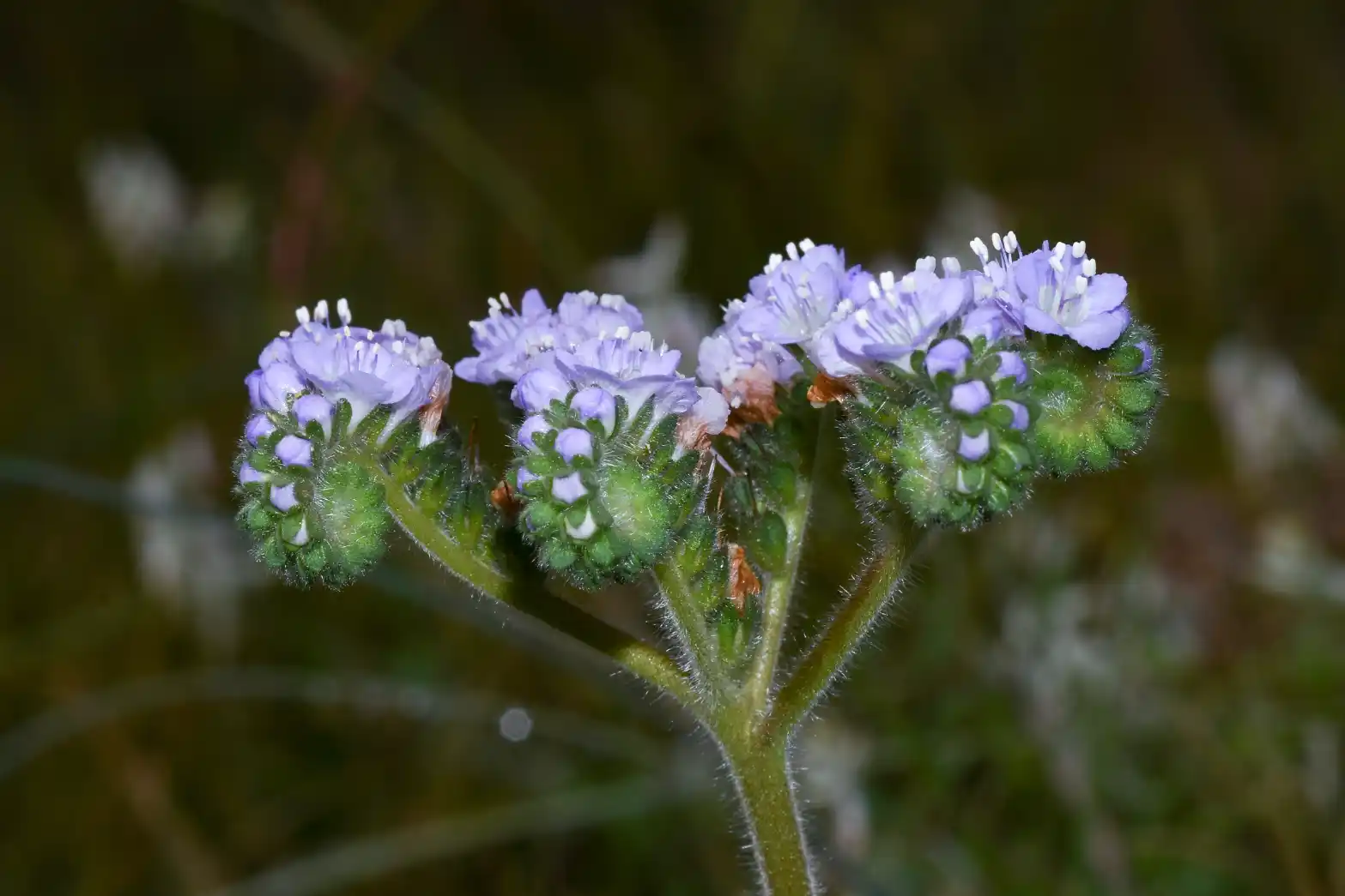 Phacelia artemisioides Griseb.