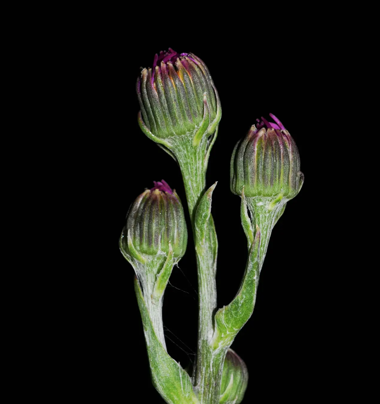 Senecio pulcher Hook. & Arn.