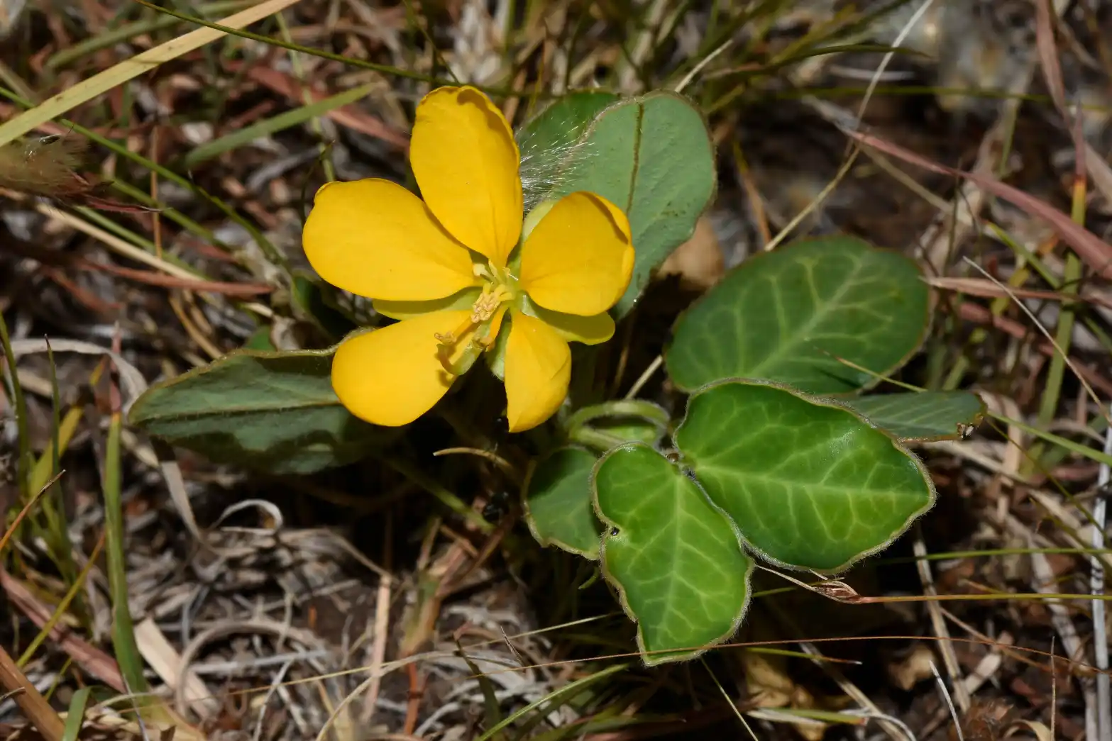 Senna nana (Benth.) H.S.Irwin & Barneby