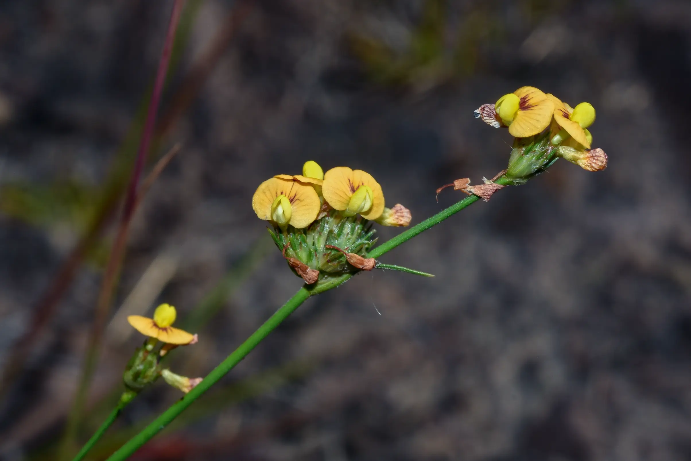 Stylosanthes montevidensis Vogel
