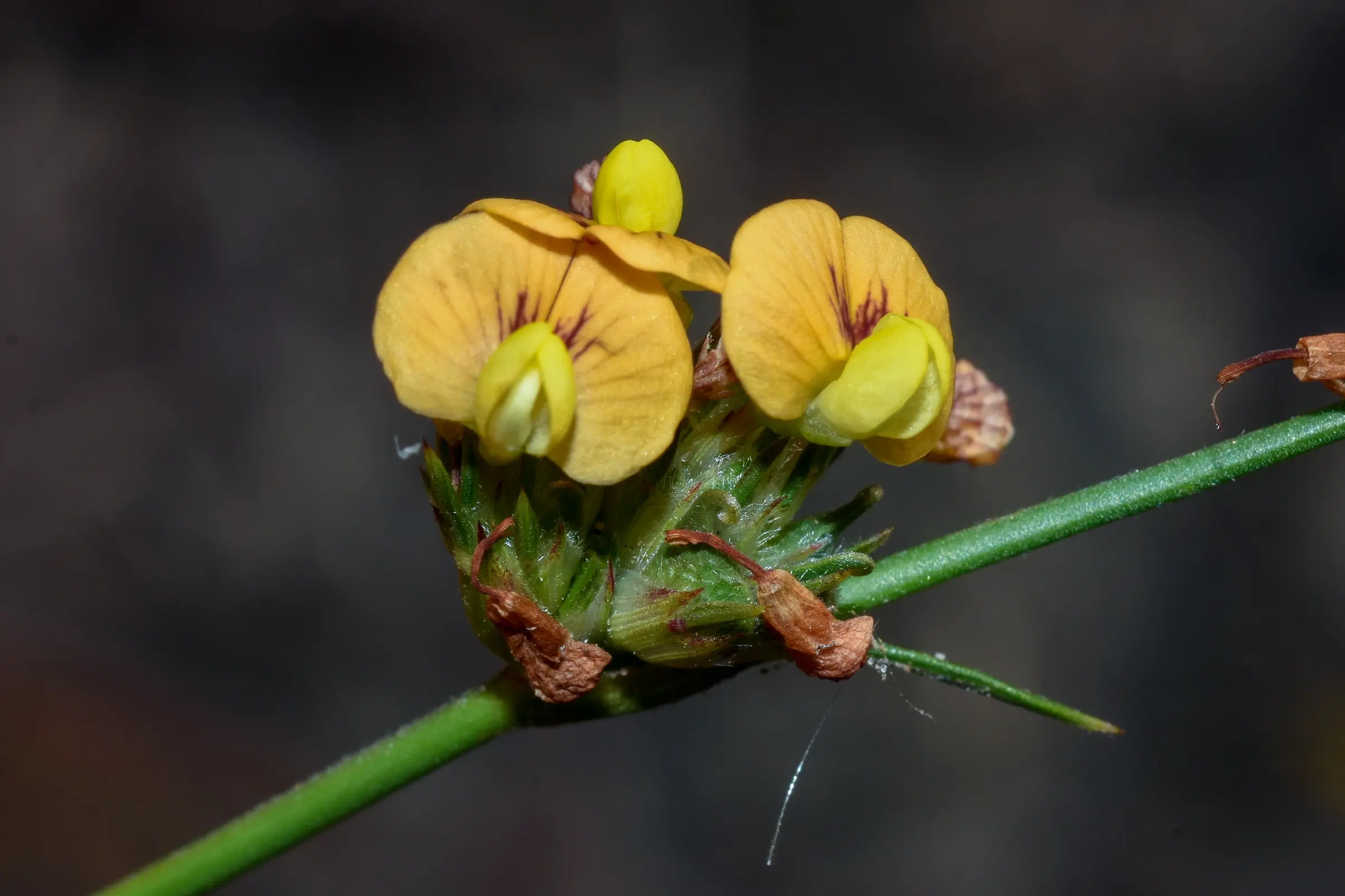Stylosanthes montevidensis Vogel