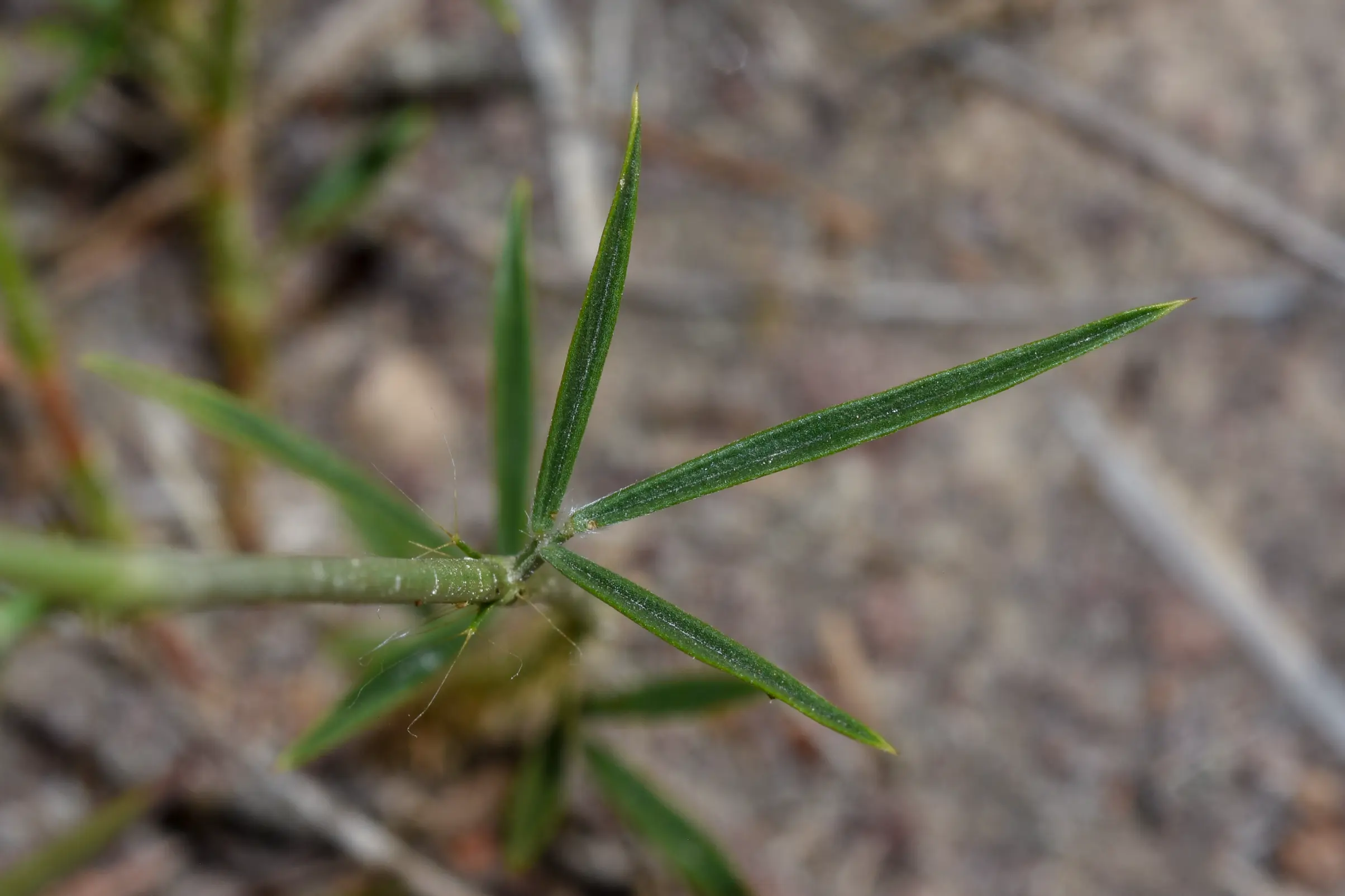 Stylosanthes montevidensis Vogel