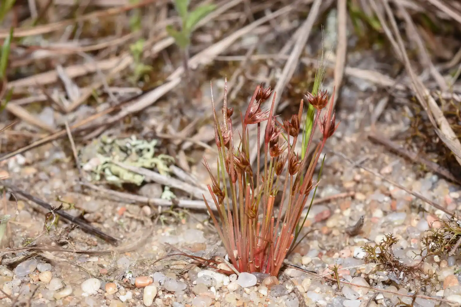 Juncus capitatus Weigel