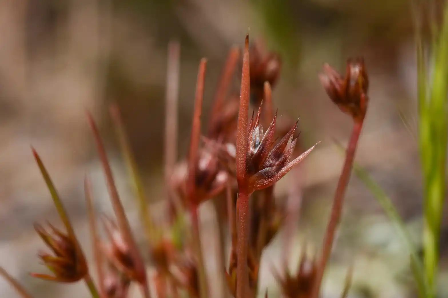 Juncus capitatus Weigel