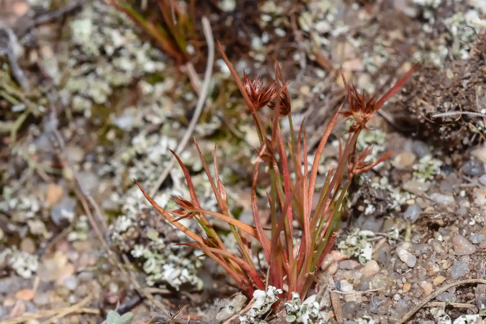 Juncus capitatus Weigel