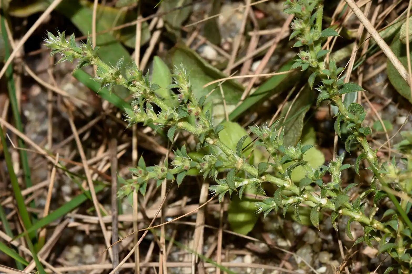 Paronychia setigera (Gillies ex Hook. & Arn.) F.Herm.