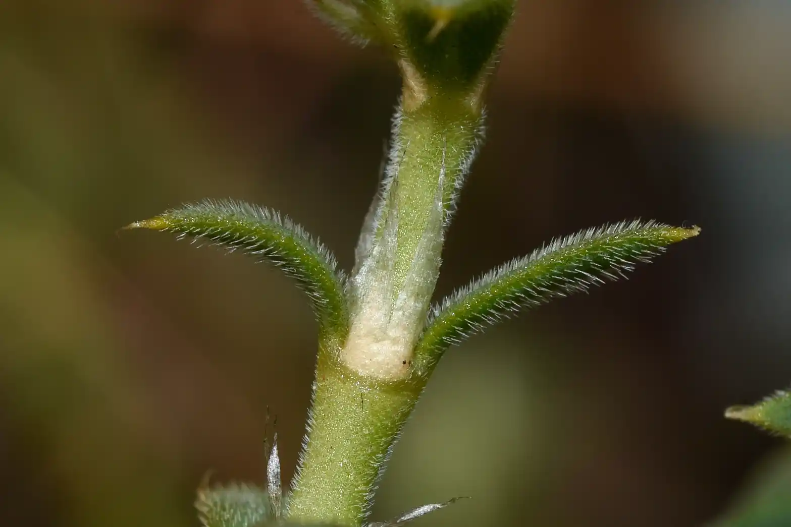 Paronychia setigera (Gillies ex Hook. & Arn.) F.Herm.