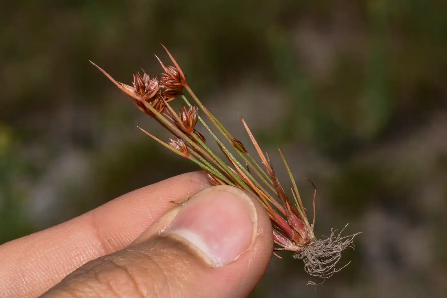 Juncus capitatus Weigel
