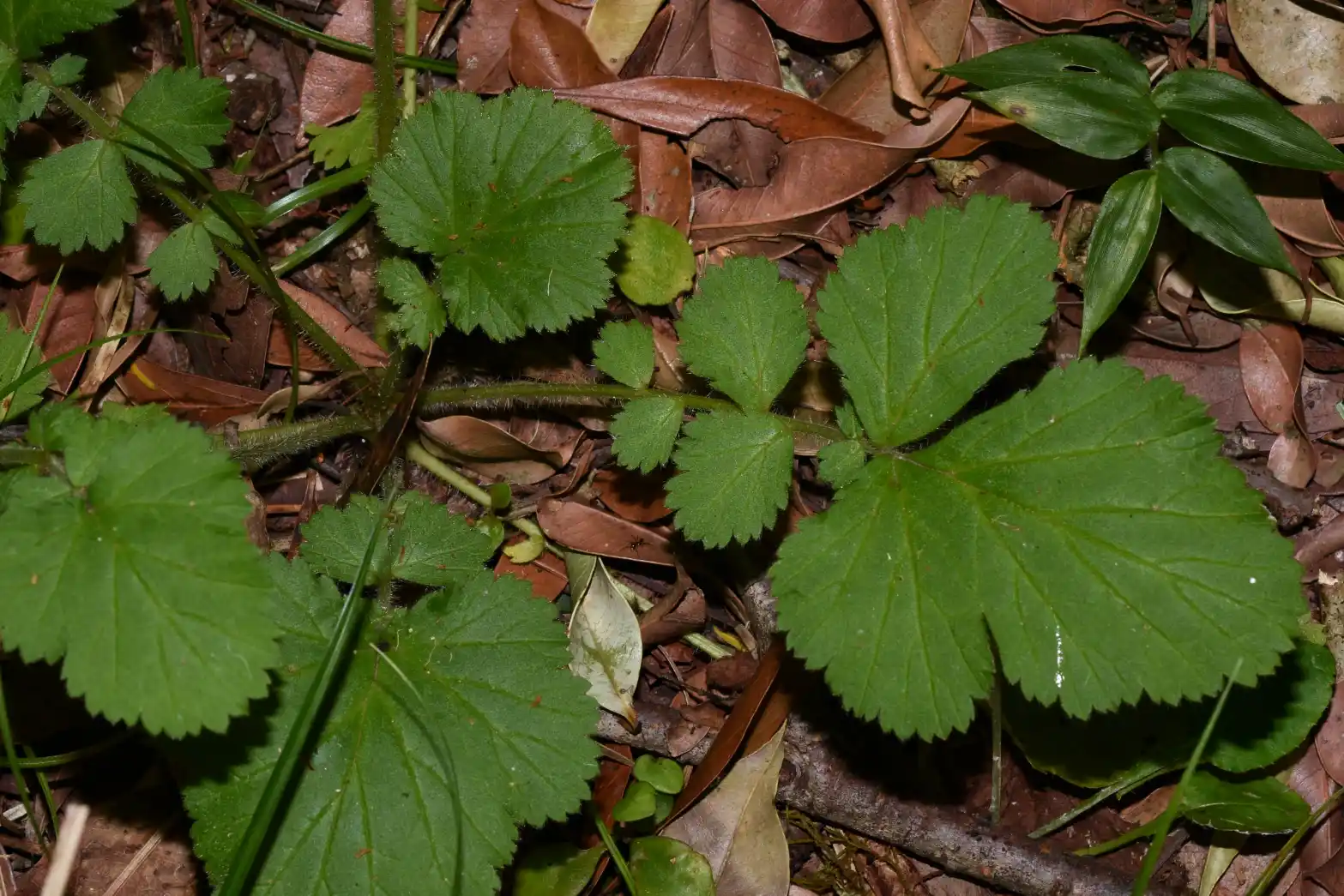 Geum boliviense Focke