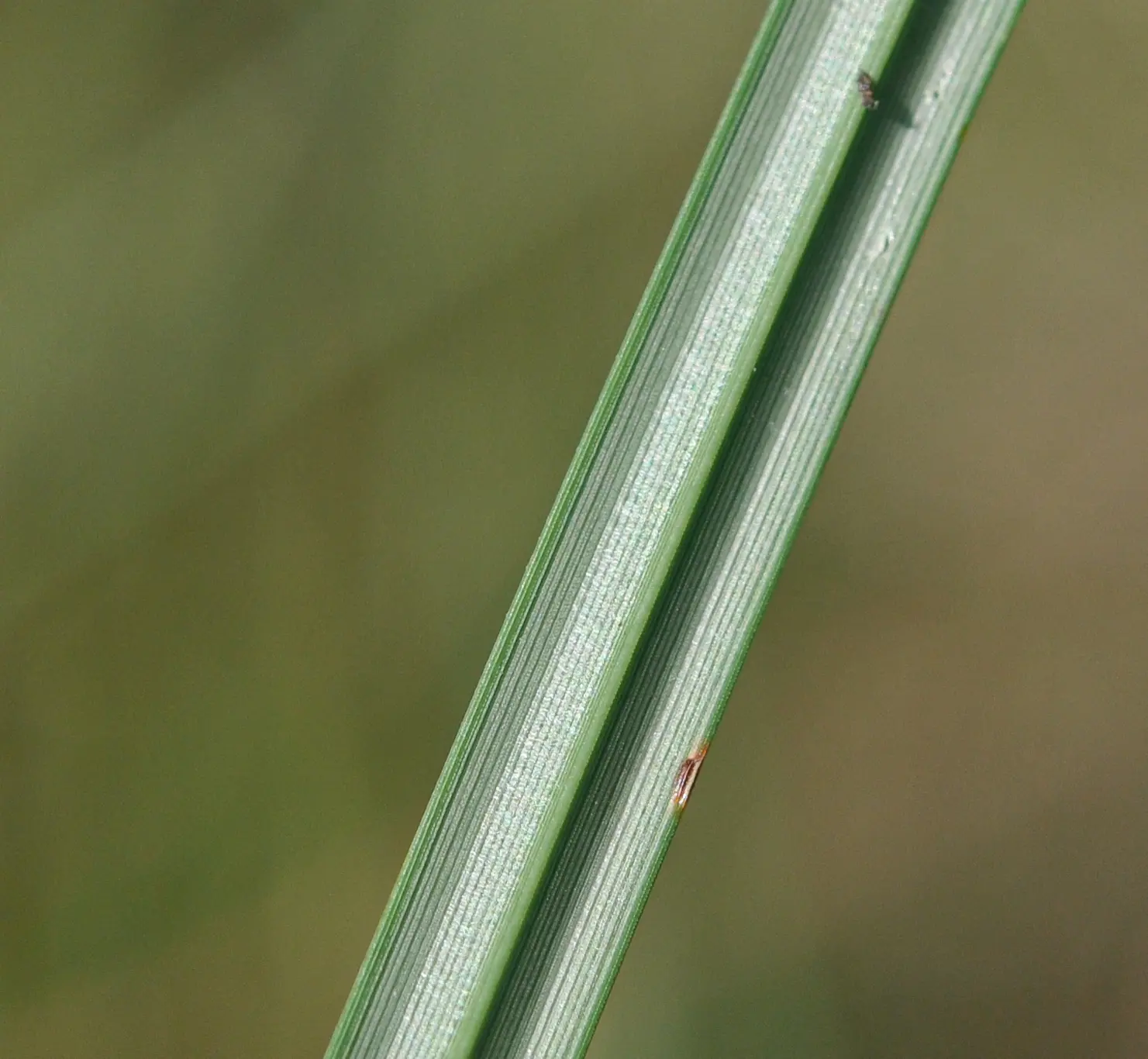 Cyperus rigens var. rigens