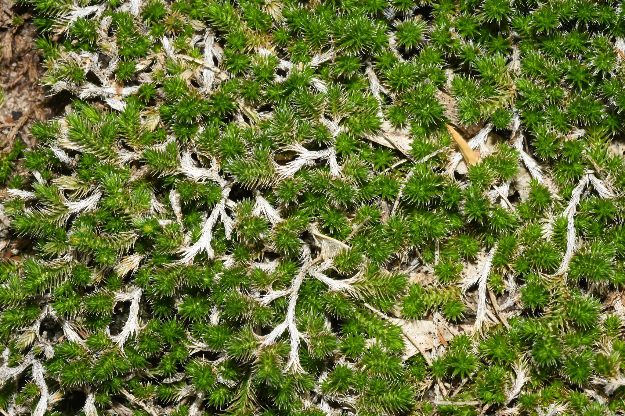 Selaginella sellowii Hieron.