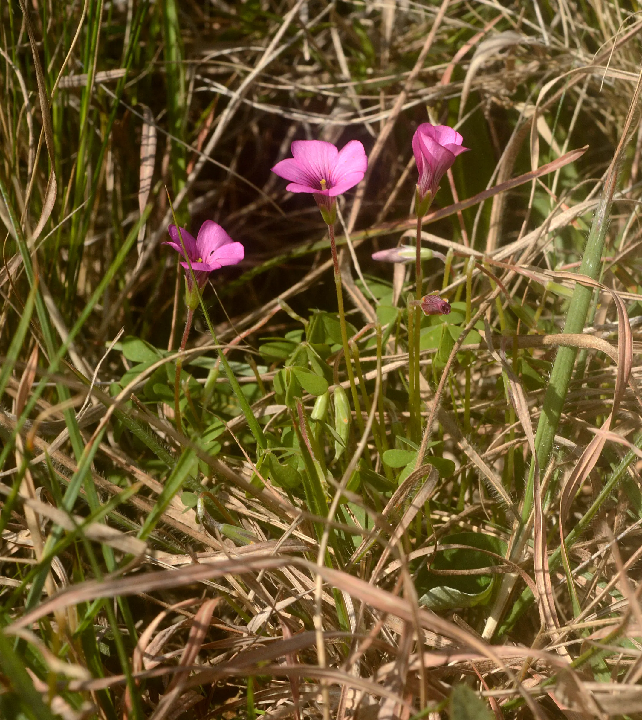 Oxalis rupestris A.St.-Hil.