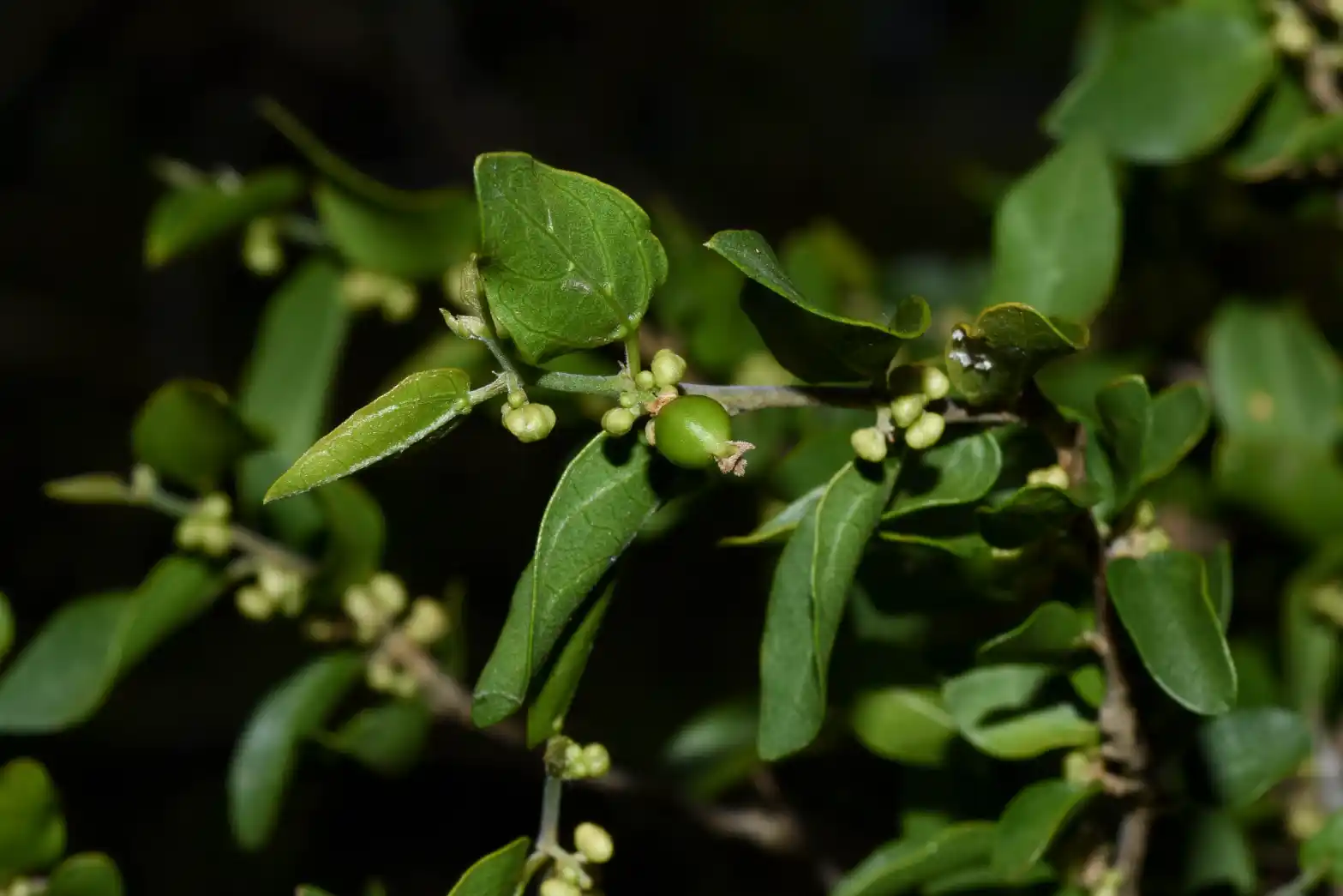 Celtis pallida var. pallida