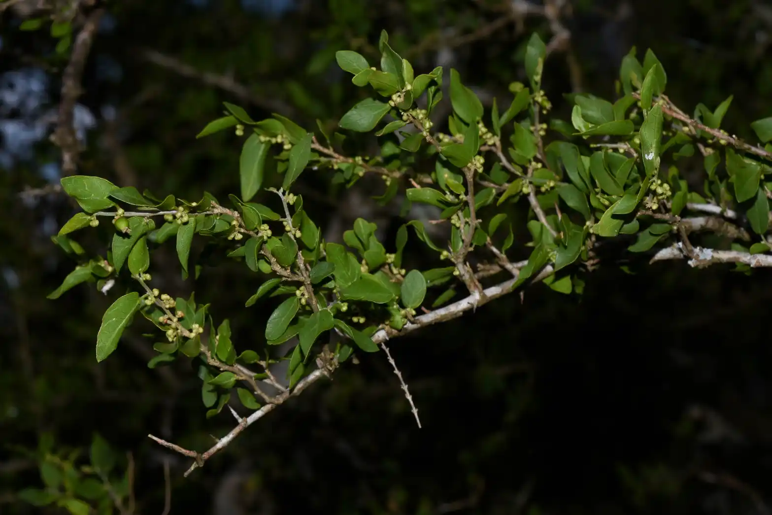 Celtis pallida var. pallida