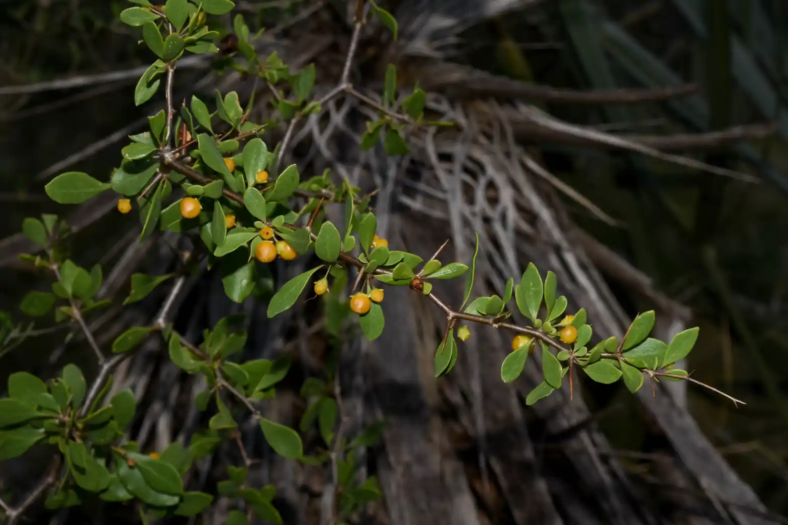 Lycium boerhaviifolium L.f.
