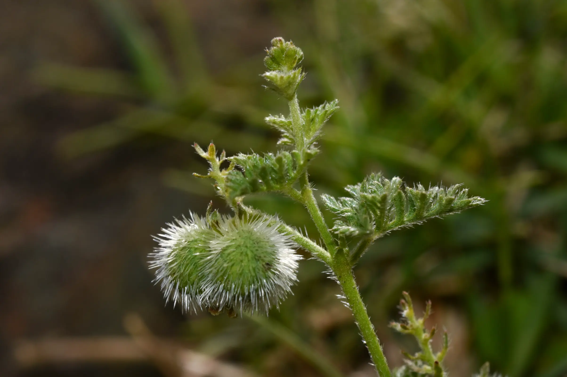 Tragia pinnata (Poir.) A.Juss.