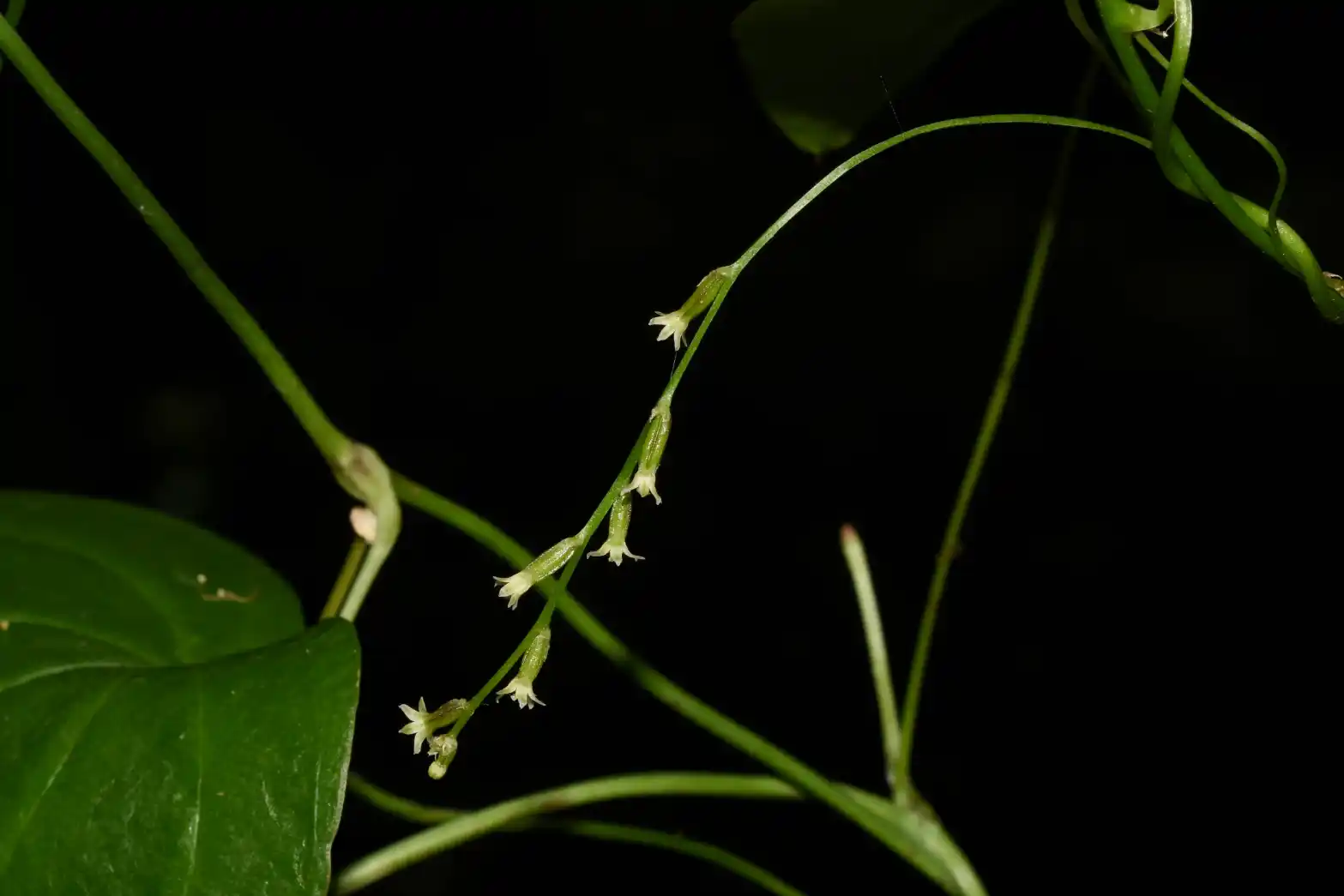 Dioscorea campestris Griseb.