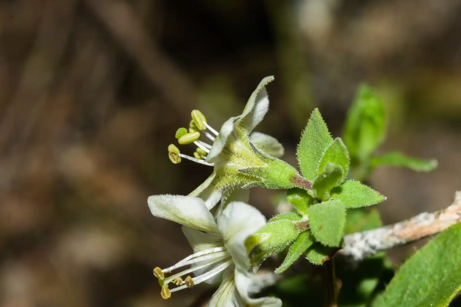 Lycium ciliatum Schltdl.