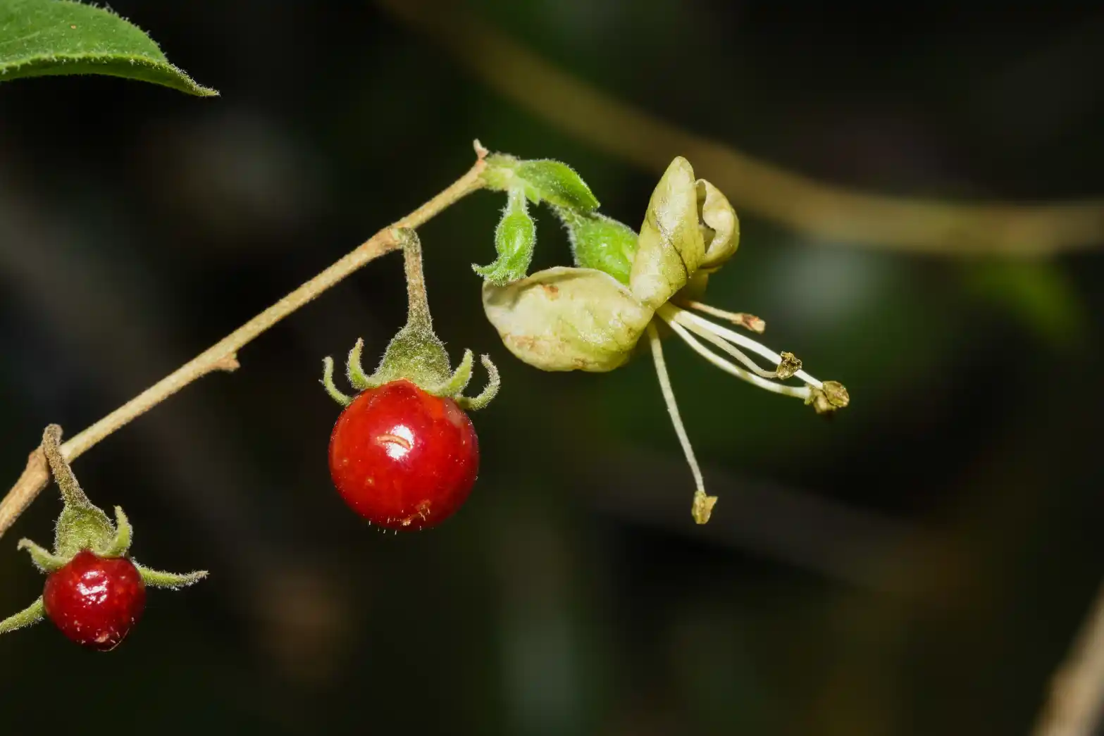 Lycium ciliatum Schltdl.