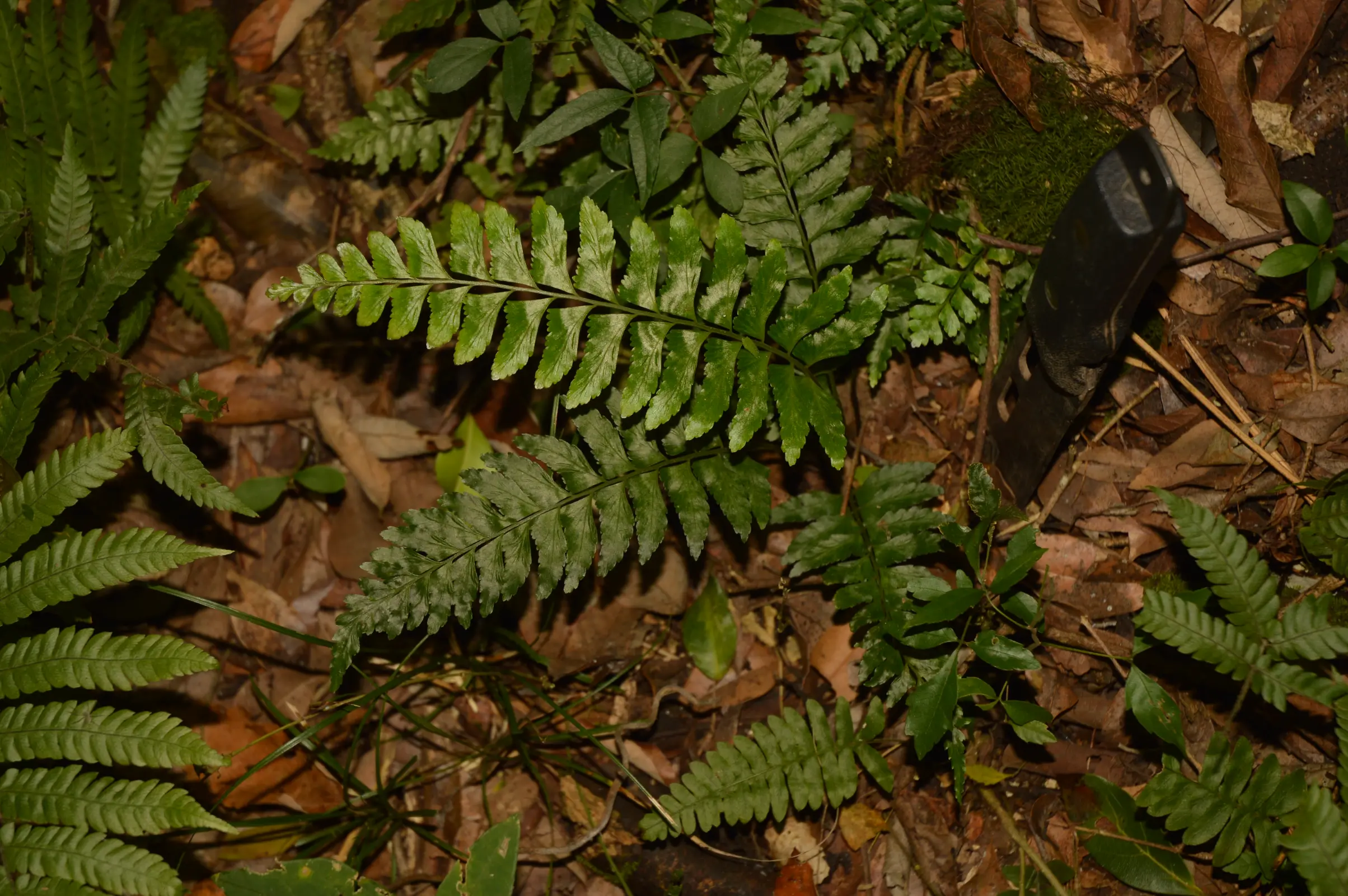 Asplenium inaequilaterale Willd.