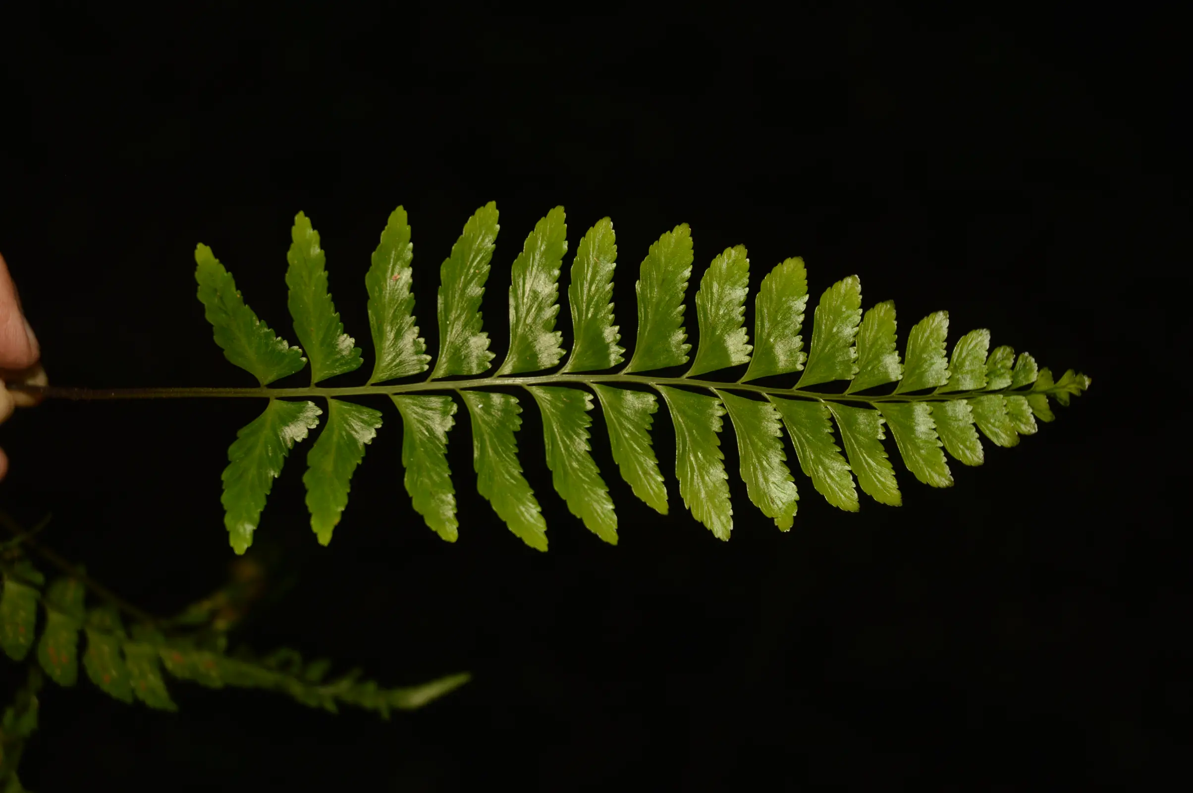 Asplenium inaequilaterale Willd.