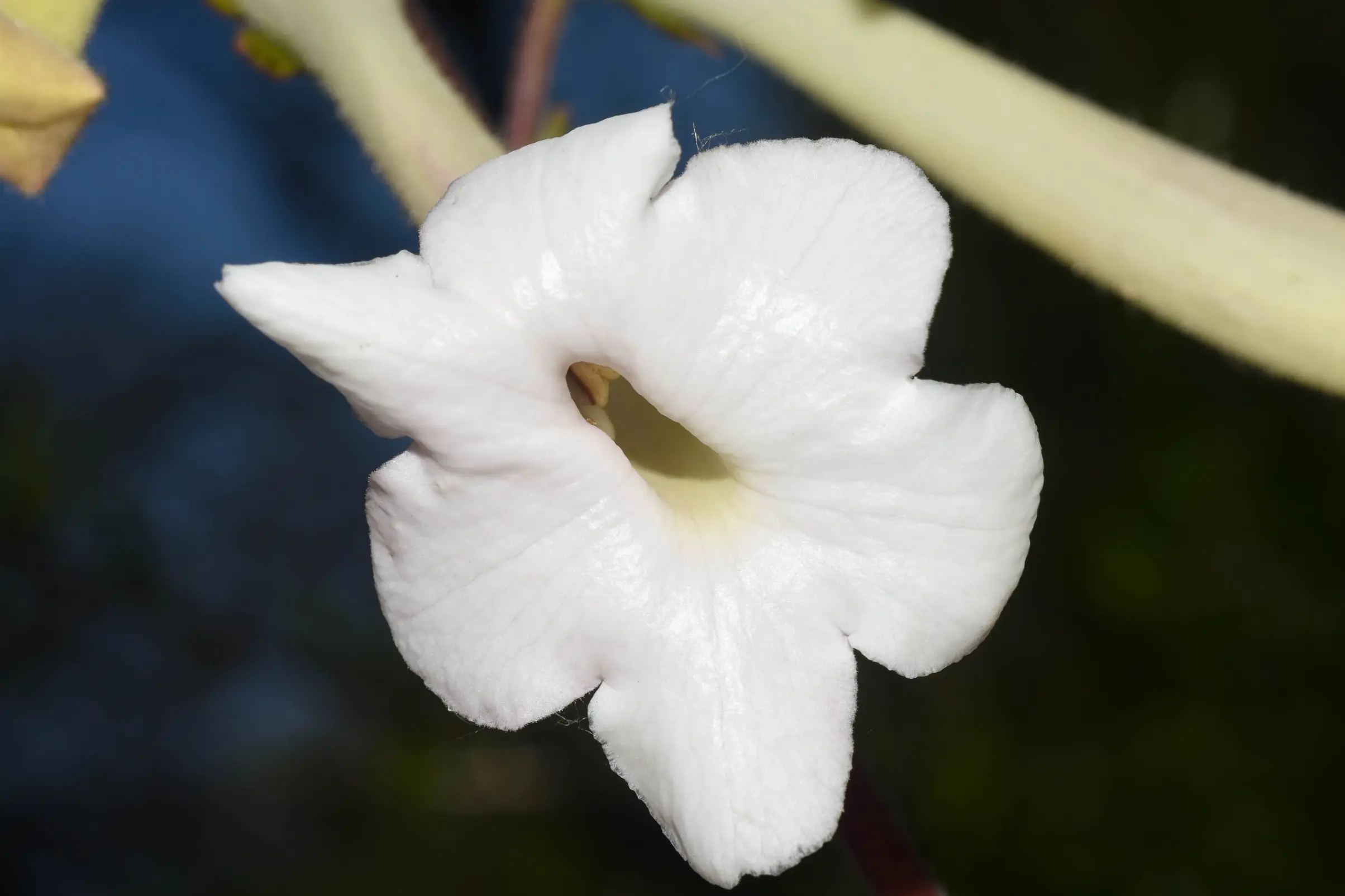 Sinningia tubiflora (Hook.) Fritsch