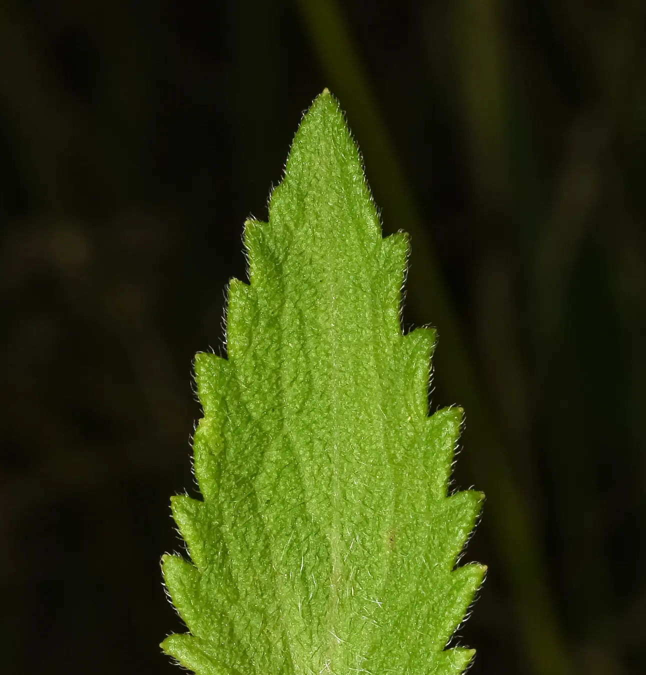 Chromolaena ivifolia (L.) R.M.King & H.Rob.