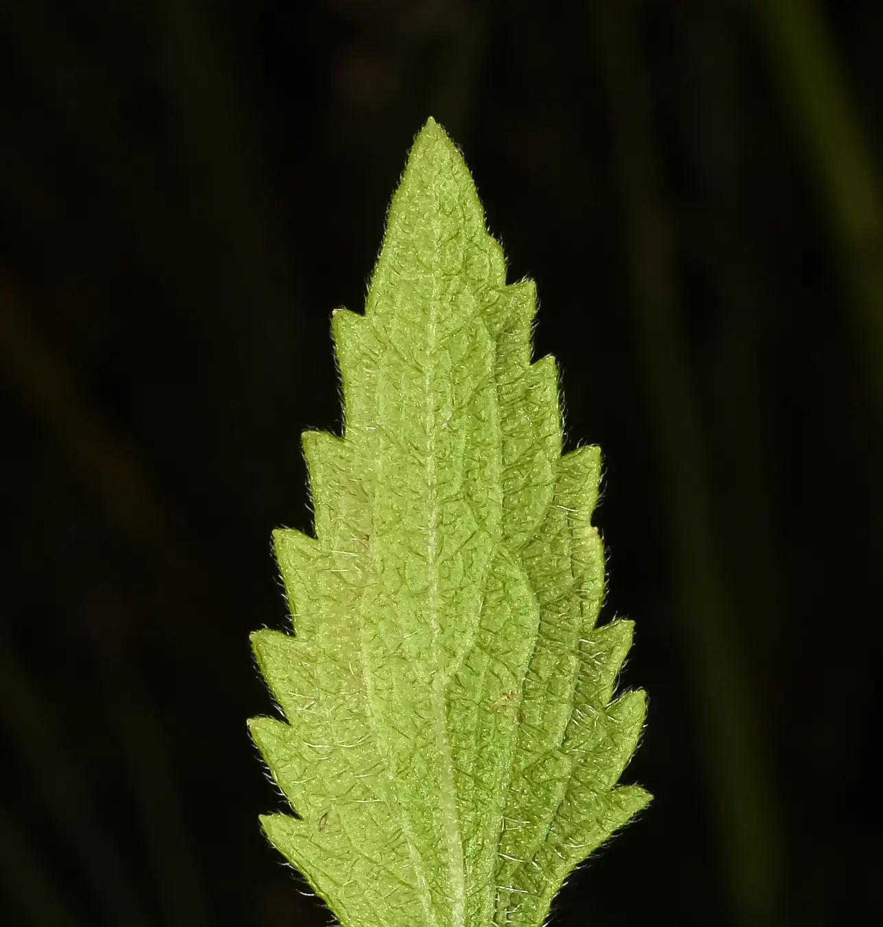 Chromolaena ivifolia (L.) R.M.King & H.Rob.