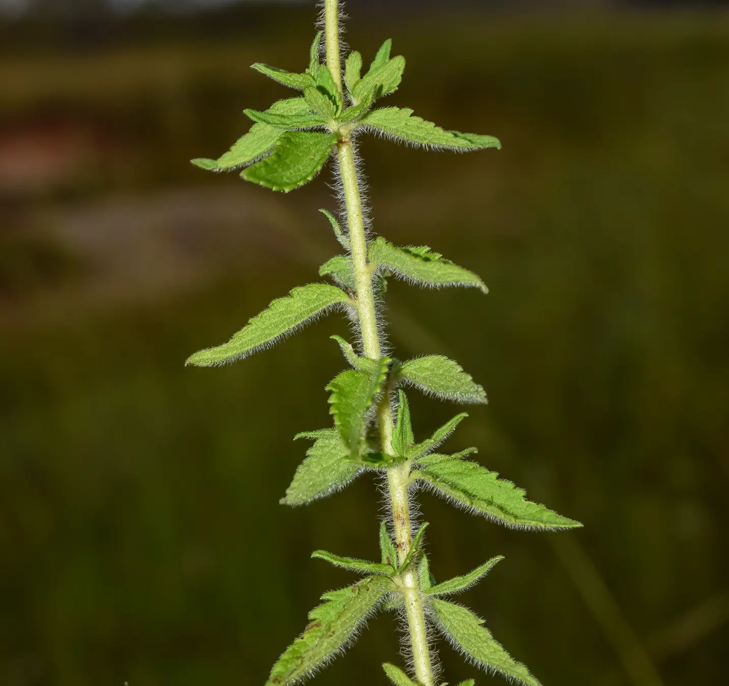 Chromolaena ivifolia (L.) R.M.King & H.Rob.
