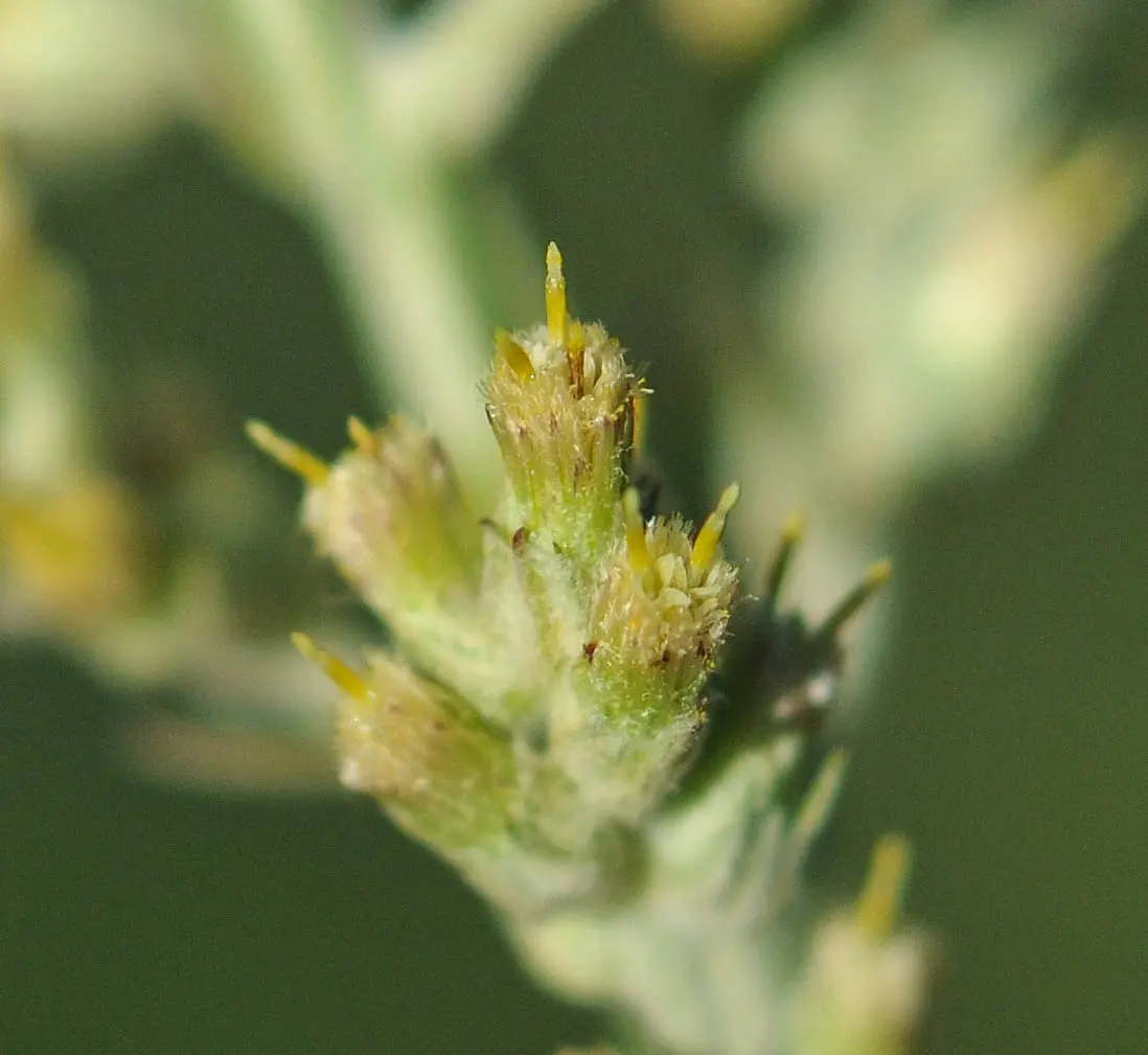 Pterocaulon balansae Chodat
