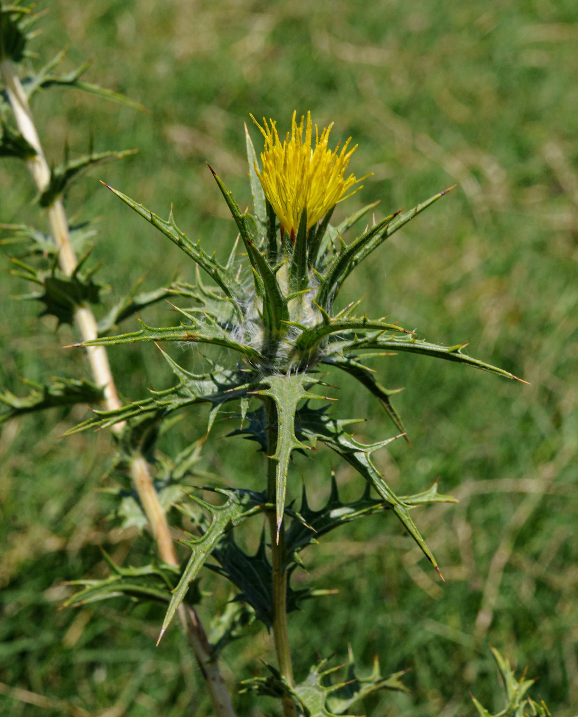 Carthamus lanatus L.