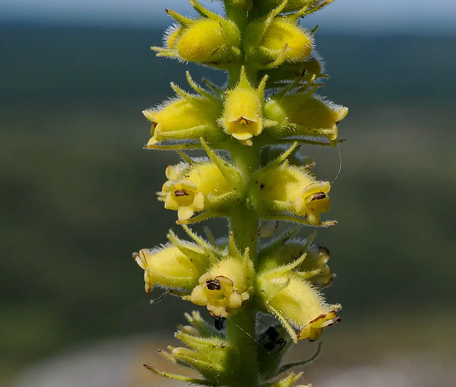 Sinningia lutea Buzatto & R.B.Singer