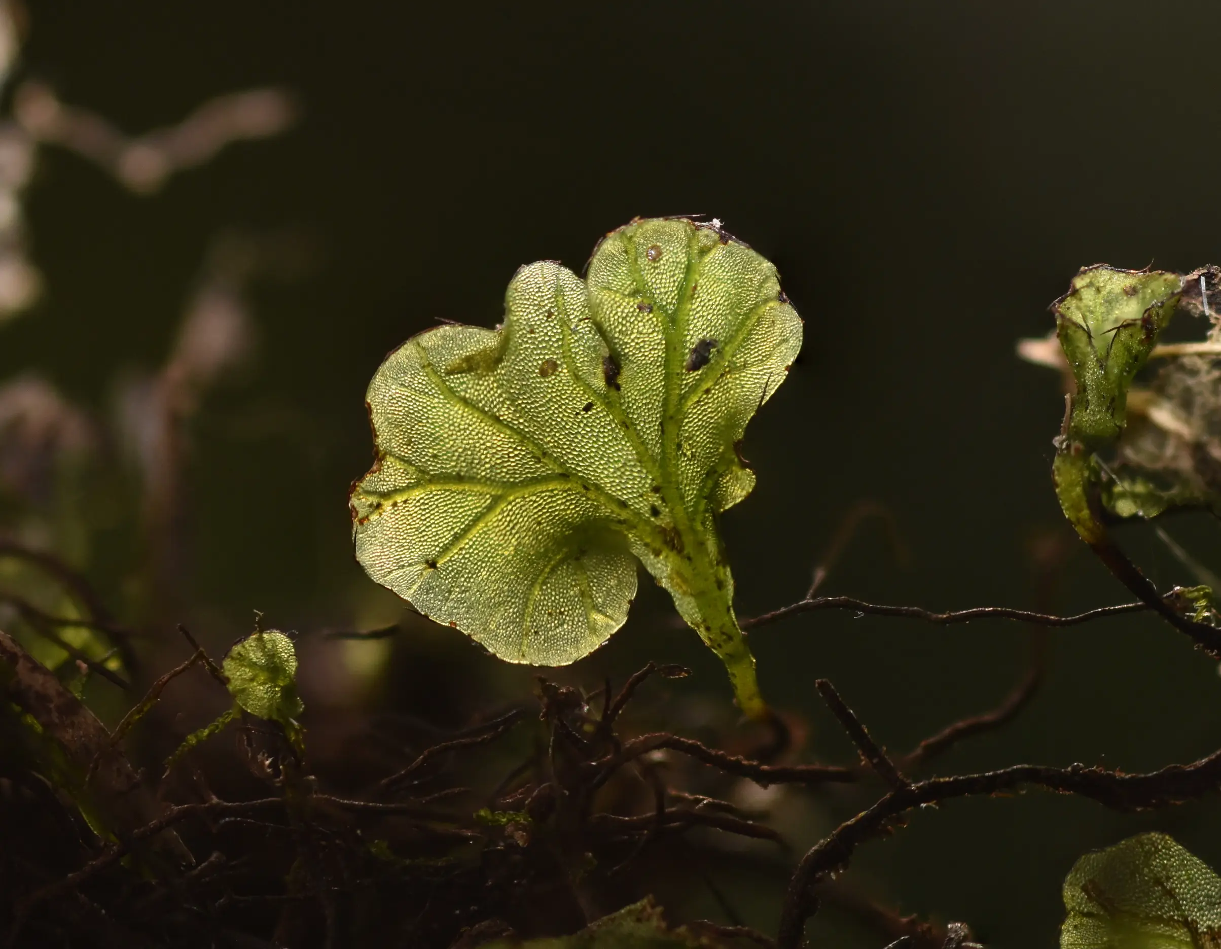 Didymoglossum hymenoides (Hedw.) Copel.