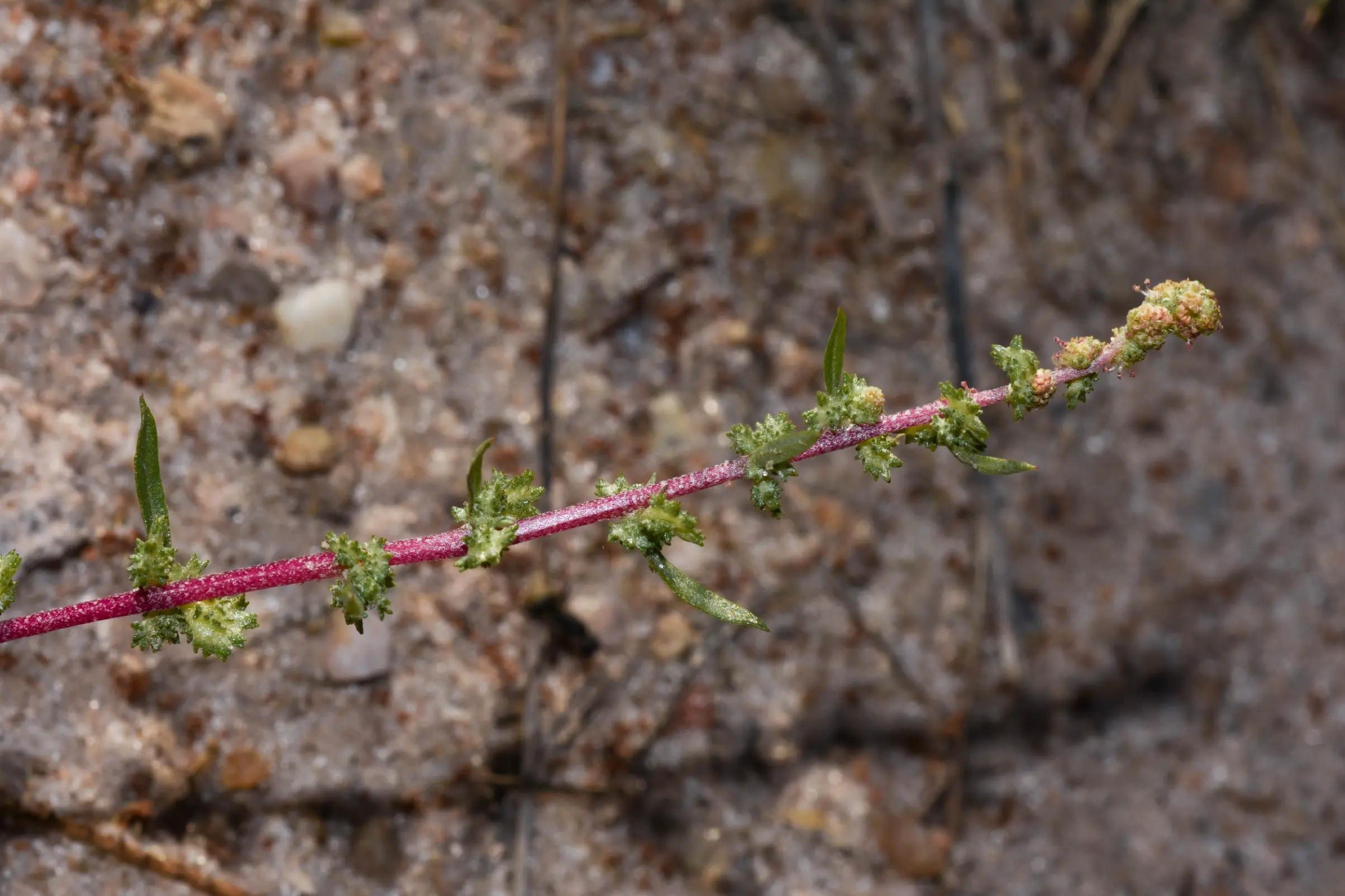 Atriplex montevidensis Spreng.