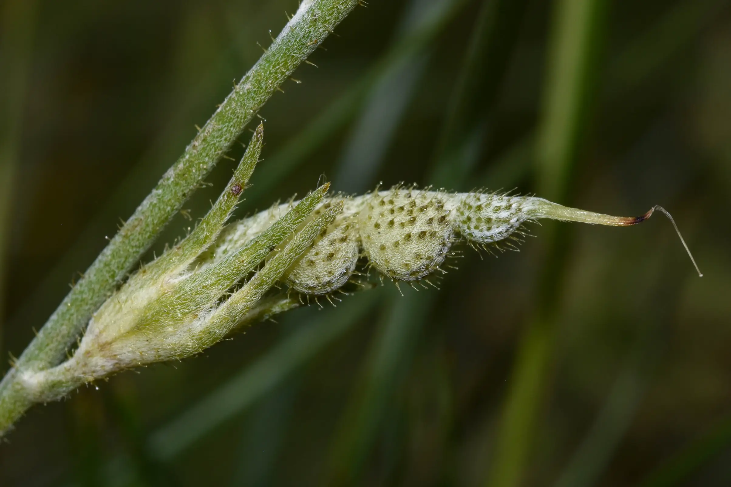 Adesmia incana Vogel