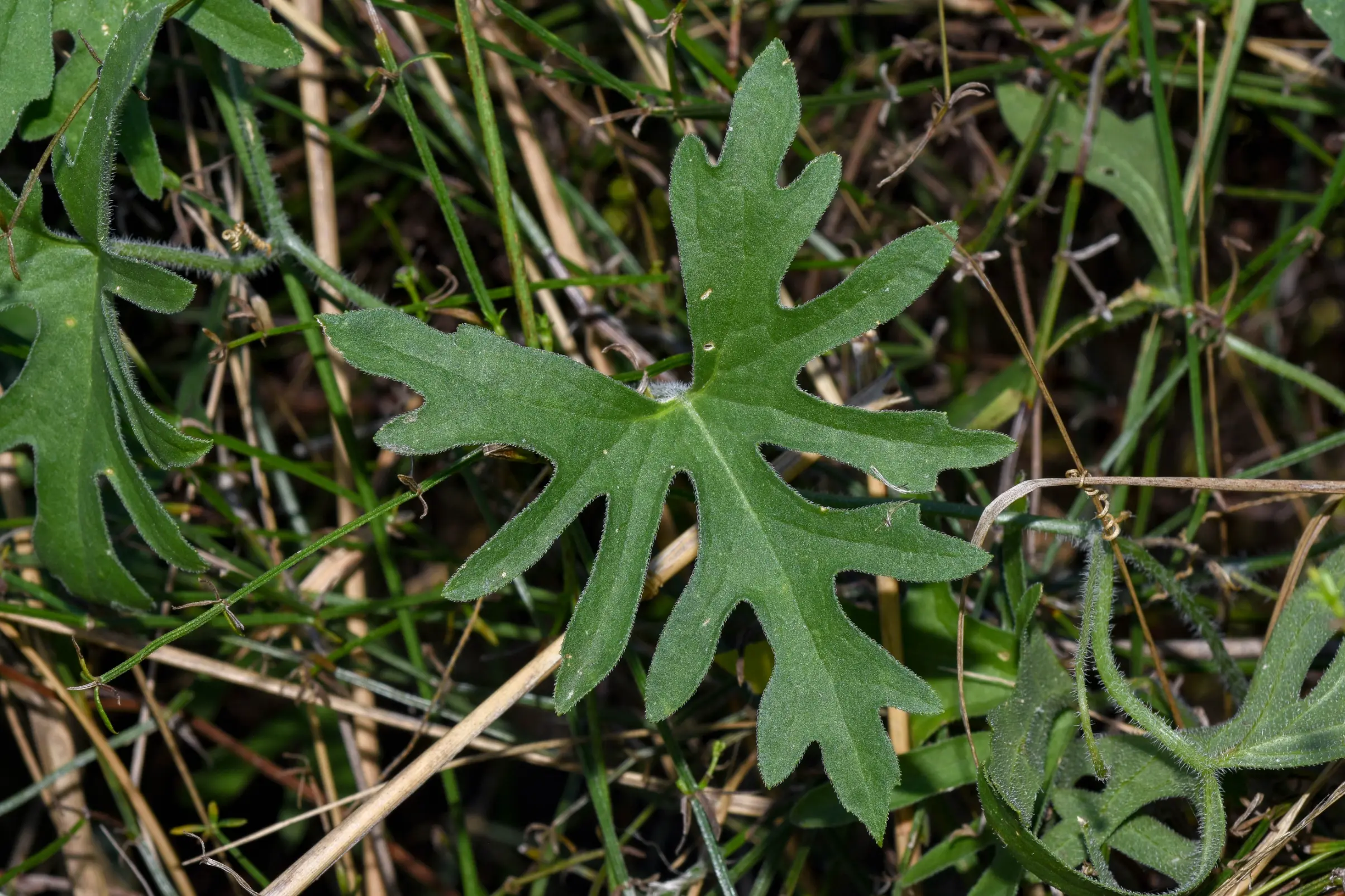 Apodanthera linearis (Cogn.) Mart.Crov.