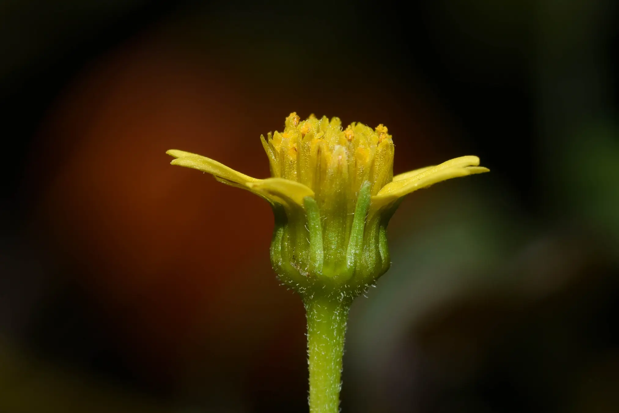 Bidens subalternans DC.