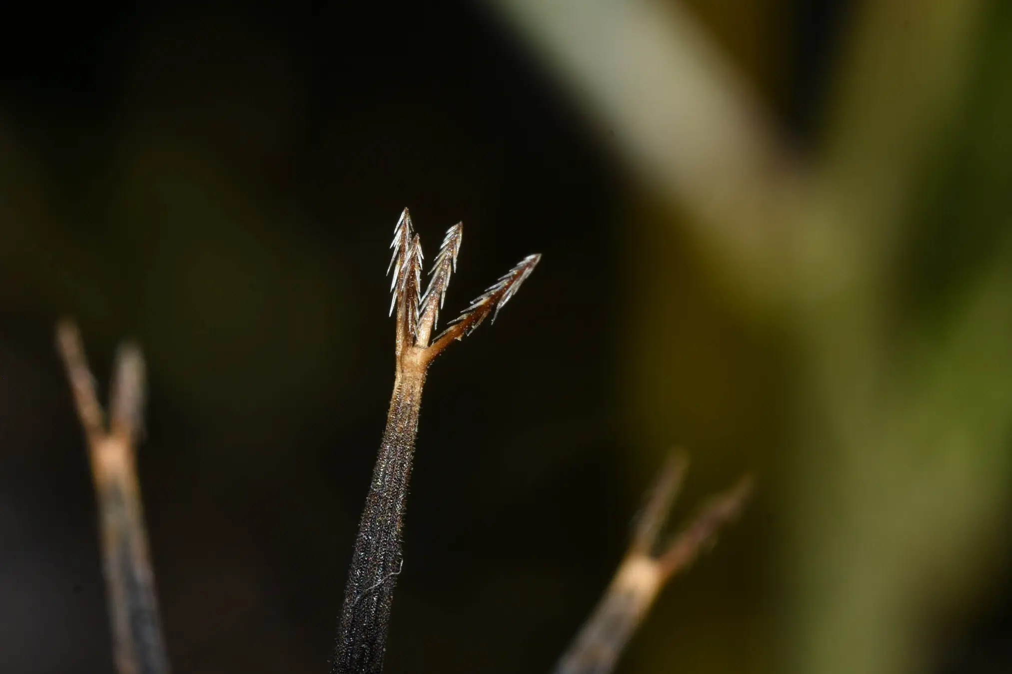 Bidens subalternans DC.