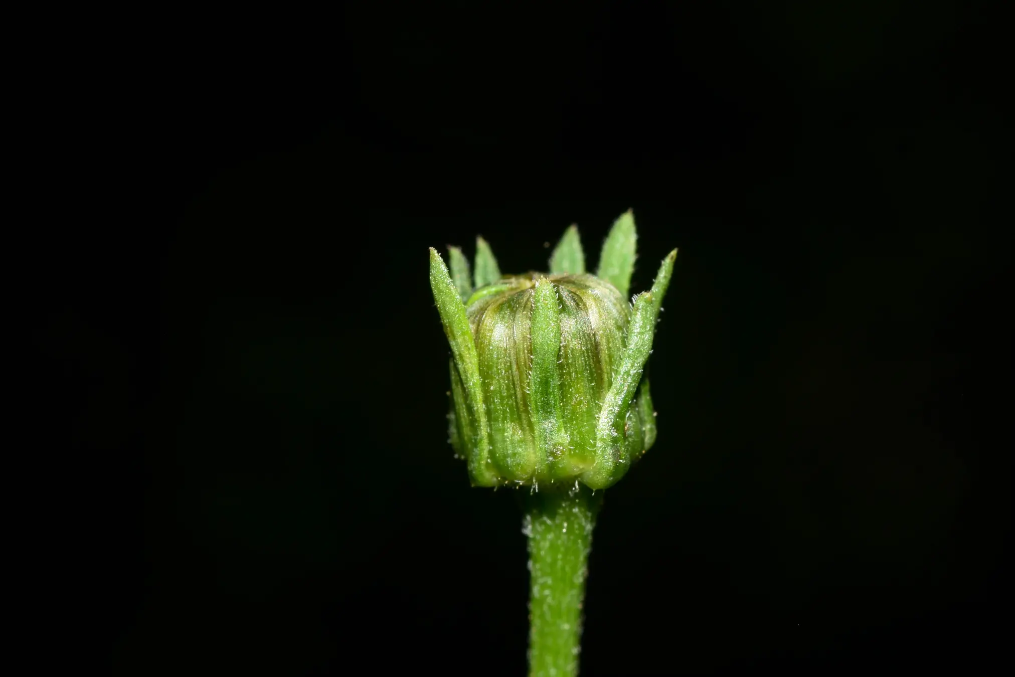 Bidens subalternans DC.