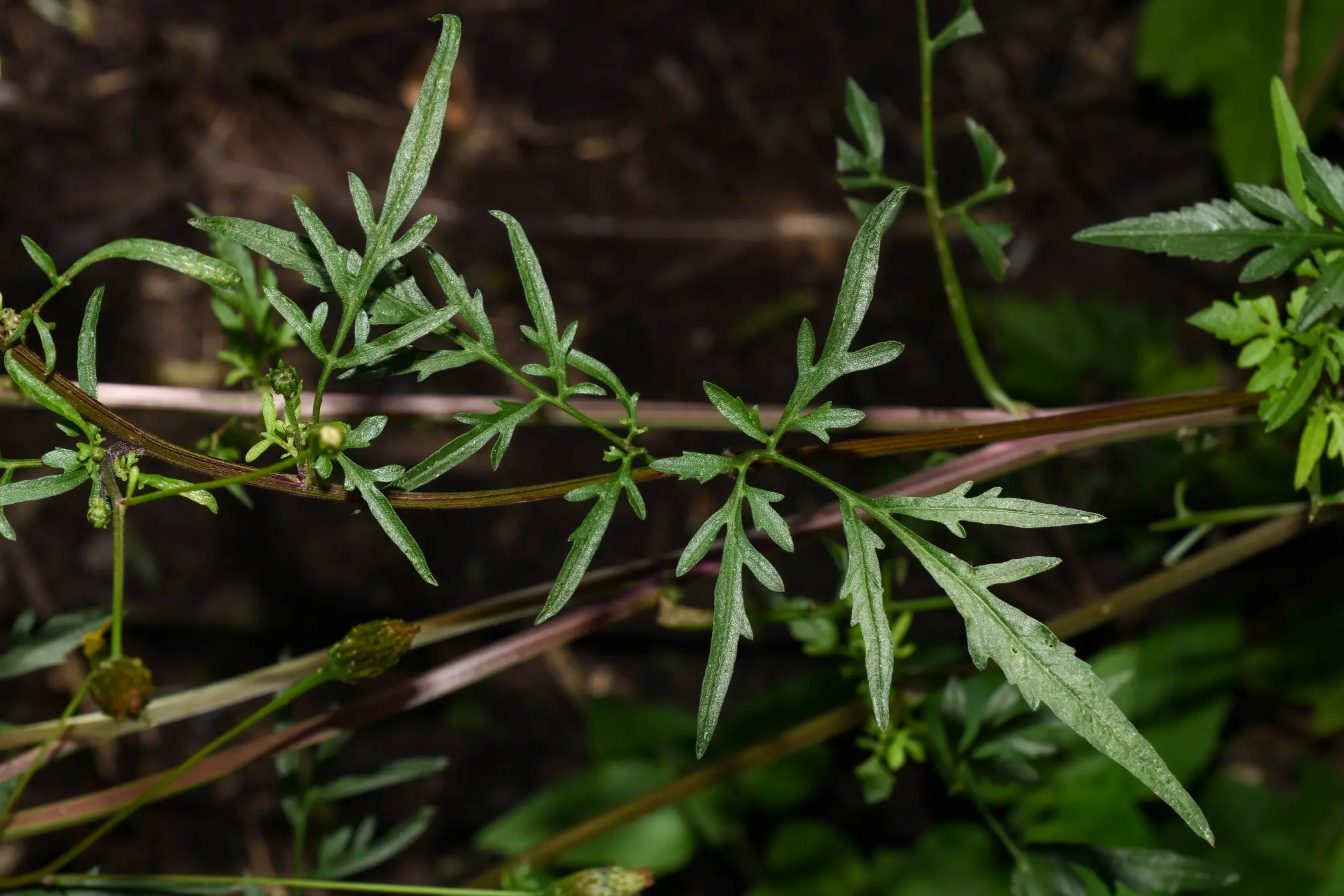 Bidens subalternans DC.